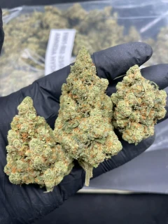CBD kvety - Amnesia Hydro 5g